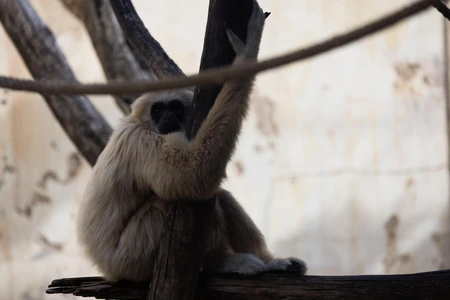 Gibbon in Habitat