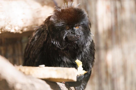 Black Monkey in Habitat