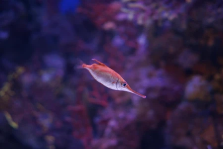 Colorful Tropical Aquarium