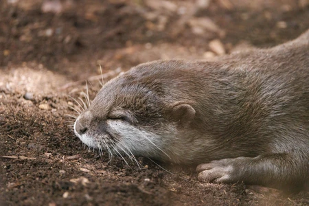 Relaxed Otter