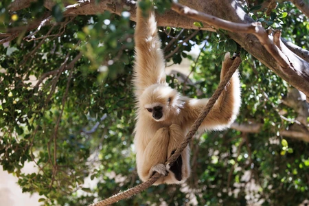 Gibbon in the Forest