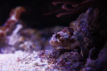 Underwater Scene with Fish