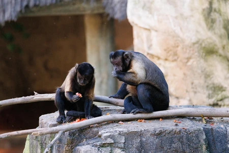 Capuchin Monkeys on a Branch