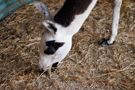 Giraffe Grazing on Straw