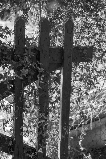 Rustic Fence with Vines