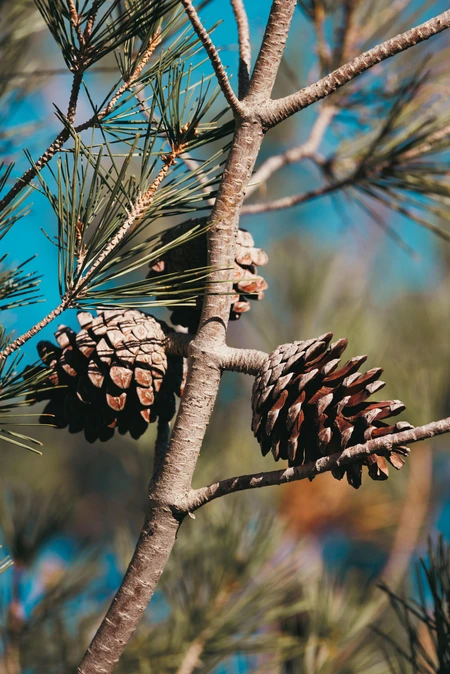 Pine Cone on Branch
