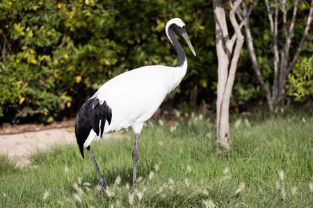 Majestic Crane in Nature