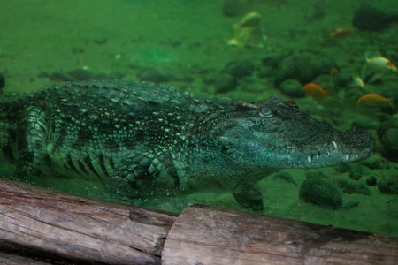 Crocodile Underwater