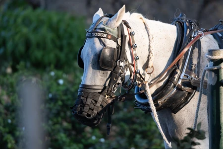 Horse in Harness