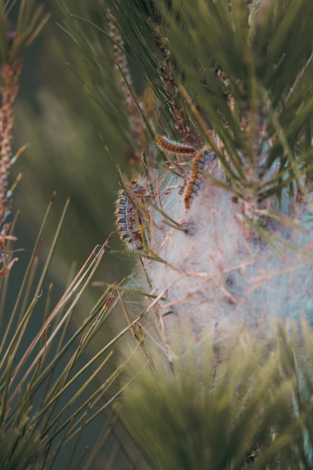 Caterpillars on Pine Needle
