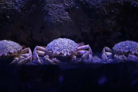 Underwater Crabs