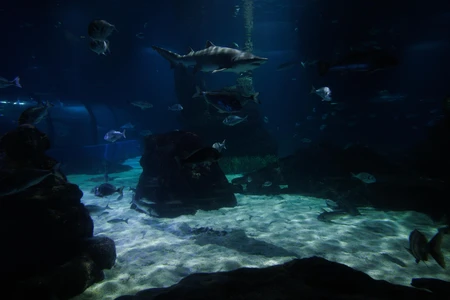 Underwater Ocean Scene