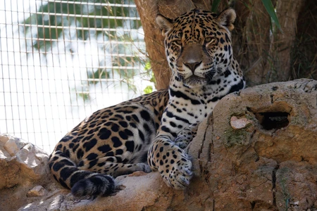 Resting Leopard