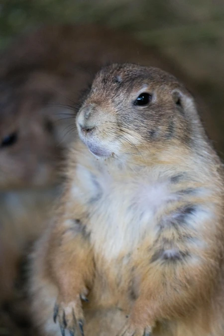 Close-Up of a Prairie Dog