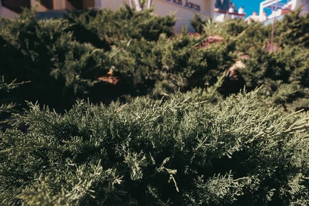 Green Hedge Perspective