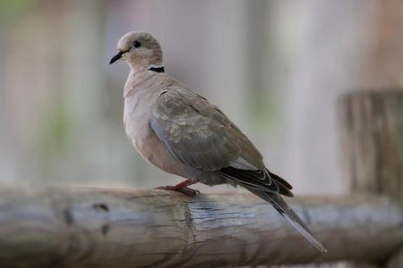 Perched Dove