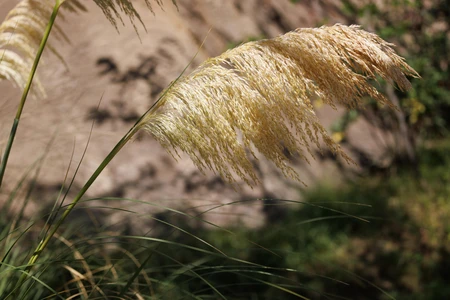 Golden Pampas Grass