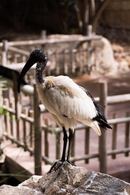 Bird on Rock in Enclosure