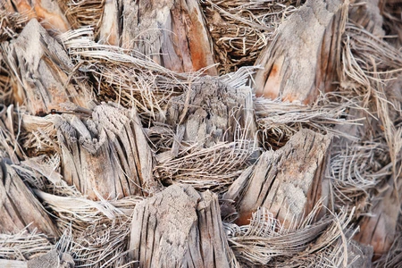 Palm Trunk Texture