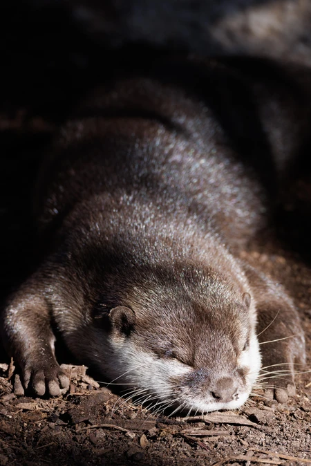 Sleeping Otter