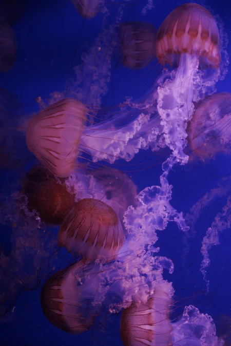 Mesmerizing Jellyfish
