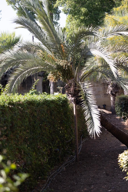 Serene Palm Garden