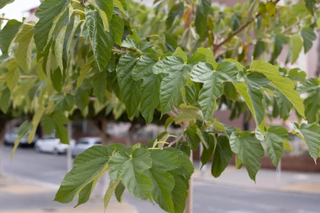 Leafy Branch on Street