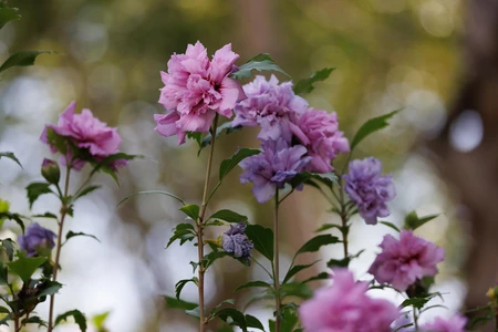 Blooming Pink Flowers