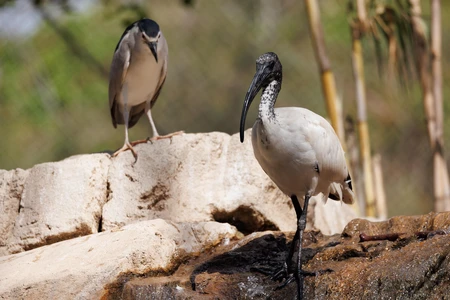 Birds on Rocks