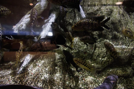 Underwater Fish Habitat