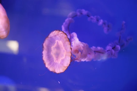 Serene Jellyfish
