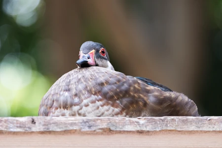 Resting Duck