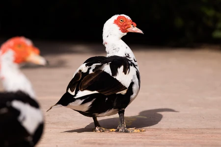 Muscovy Duck Close-up
