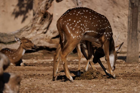 Grazing Deer in Natural Habitat
