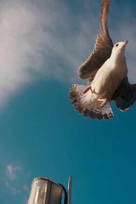 Seagull Soaring
