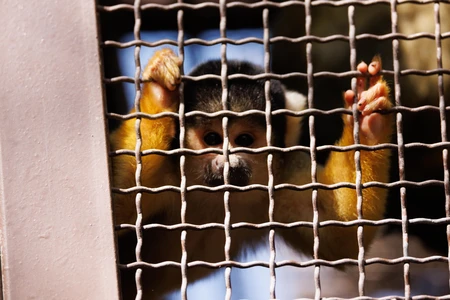 Monkey Behind Bars