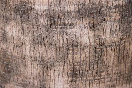 Close-up of Tree Bark Texture