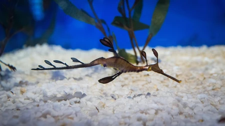 Leafy Sea Dragon in Aquarium