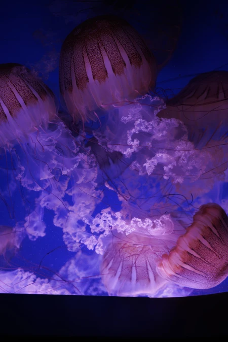 Captivating Jellyfish Display