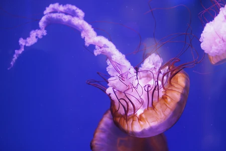 Graceful Jellyfish in Ocean Blue