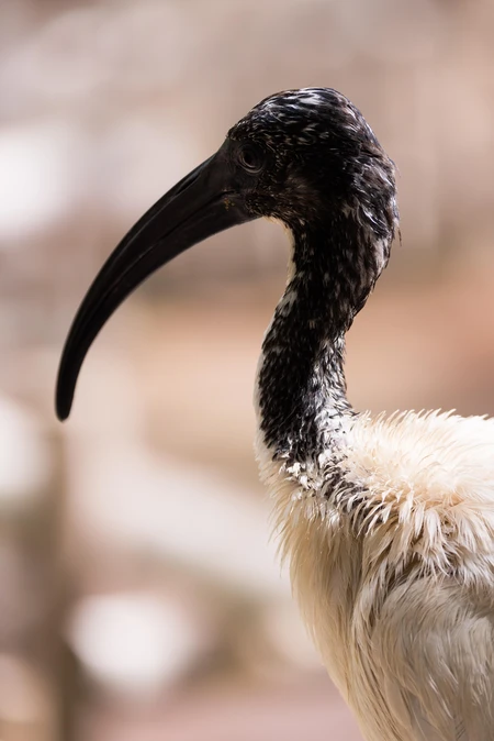 Close-up of a Black and White Bird