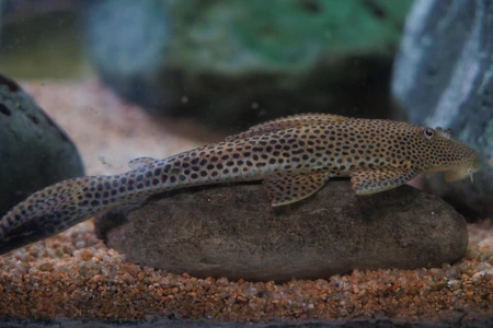 Spotted Fish on Rock