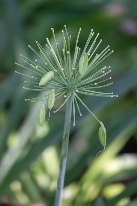 Green Plant Close-Up