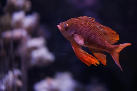 Vibrant Underwater Life