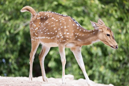 Graceful Spotted Deer