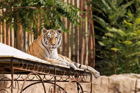 Resting Tiger