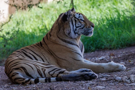 Resting Tiger in Nature