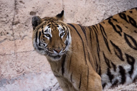 Majestic Tiger in Natural Habitat