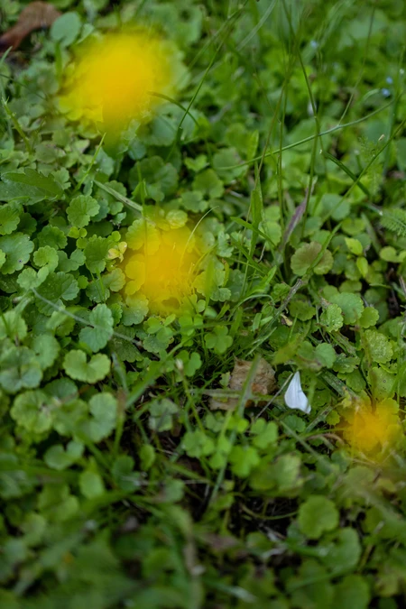 Blurred Yellow Blooms on Grass