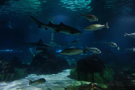 Underwater Scene with Sharks